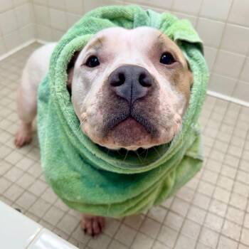 Pit Bull Terrier Dogs Available for Adoption - Sonata | PetCurious