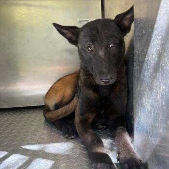 Belgian Shepherd Malinois Dogs Available for Adoption in Greensboro, North Carolina - Paradise | PetCurious