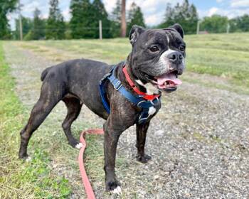 Pumpkin -  Bulldog Dog for Adoption in Ashland, Ohio - Pumpkin | PetCurious