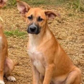 Hyde -  Shepherd and Labrador Retriever Dog for Adoption in Kalamazoo, Michigan - Hyde | PetCurious