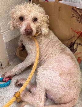Poodle Dogs Available for Adoption - Moosh | PetCurious