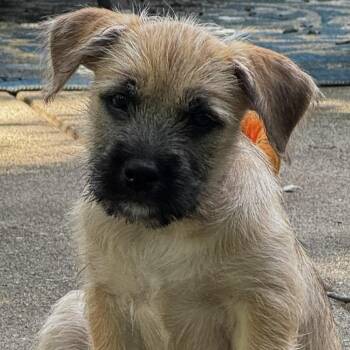 Acadia -  Terrier and Mixed Breed Dog for Adoption in Cincinnati, Ohio - Acadia | PetCurious