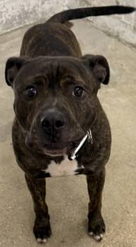 Rescue Mixed Breed Dogs for Adoption in West Chester, Pennsylvania - Hercules | PetCurious