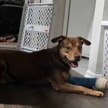 Boston (Jenna Rescue) -  Shepherd Dog for Adoption in Austin, Texas - Boston (Jenna Rescue) | PetCurious