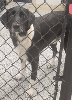 Labrador Retriever Dogs Available for Adoption in Republic, Missouri - Tanner | PetCurious