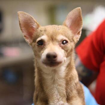 Chihuahua Dogs Available for Adoption in San Antonio, Texas - BONBON | PetCurious