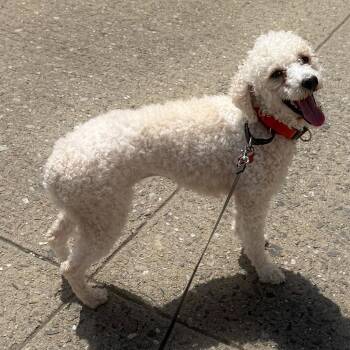 Mini -  Miniature Poodle Dog for Adoption - Mini | PetCurious