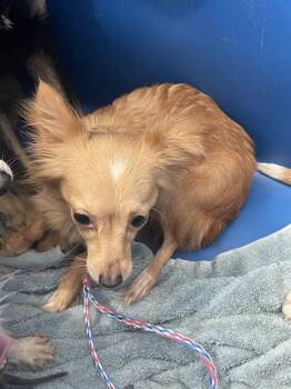 Mixed Breed Dogs Available for Adoption in Dallas, Texas - BUNS | PetCurious