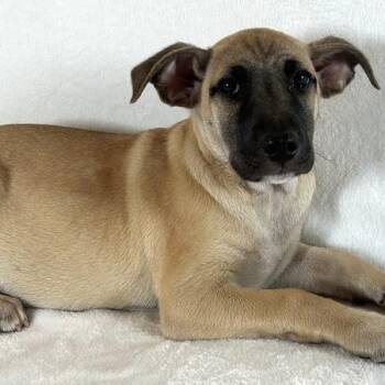 Charlie -  Shepherd Dog for Adoption in Johnson City, Tennessee - Charlie | PetCurious