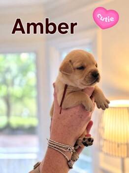 Amber - Willow Mae Litter -  Mixed Breed Dog for Adoption in Holly Springs, North Carolina - Amber - Willow Mae Litter | PetCurious