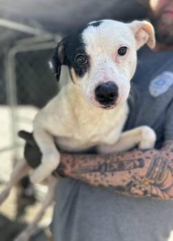 Chihuahua Dogs Available for Adoption in Manchester, Tennessee - Blaze | PetCurious