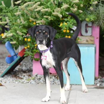 Reese -  Labrador Retriever Dog for Adoption in Wake Forest, North Carolina - Reese | PetCurious