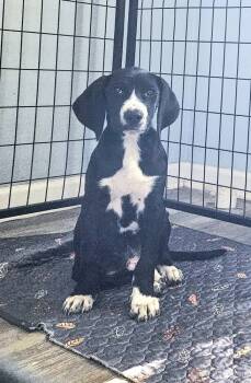 Rescue Hound Dogs for Adoption in Warner Robins, Georgia - Maxy | PetCurious