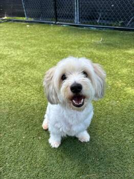 Jaxx -  Havanese Dog for Adoption - Jaxx | PetCurious
