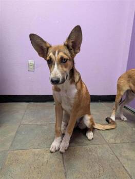 61722020 -  Mixed Breed Dog for Adoption in El Paso, Texas - 61722020 | PetCurious