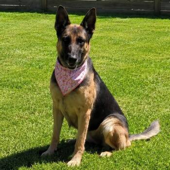 RIVER GS -  German Shepherd Dog Dog for Adoption in Lucas, Texas - RIVER GS | PetCurious