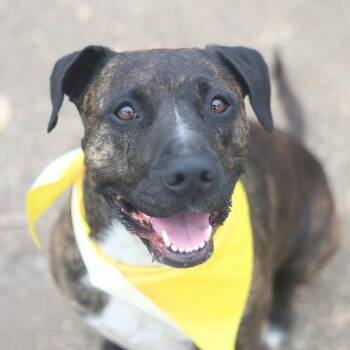 American Staffordshire Terrier Dogs Available for Adoption - TALIK | PetCurious