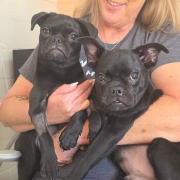 Dash -  Pug Dog for Adoption in Otisfield, Maine - Dash | PetCurious