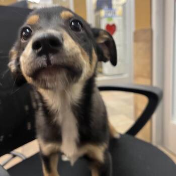 Australian Shepherd Dogs Available for Adoption - Jenga | PetCurious