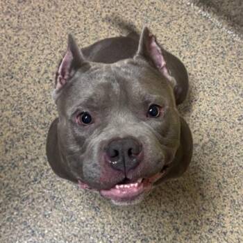 Muffin -  Mixed Breed Dog for Adoption in Merriam, Kansas - Muffin | PetCurious