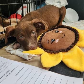 Papaya -  Doberman Pinscher and Mixed Breed Dog for Adoption in Ferndale, Michigan - Papaya | PetCurious