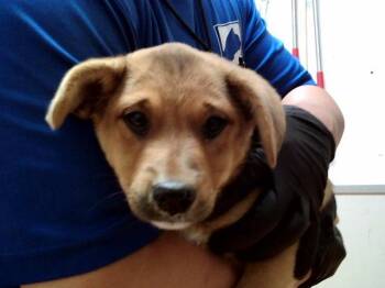 Terrier and Mixed Breed Dogs Available for Adoption in Martinez, California - KIRA | PetCurious