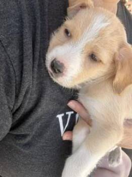 Sawyer -  Labrador Retriever Dog for Adoption - Sawyer | PetCurious