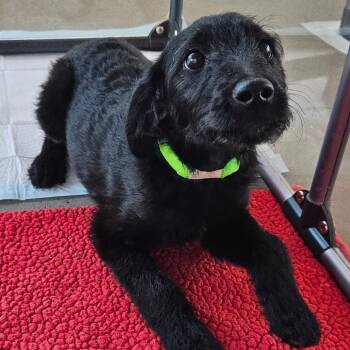 Rescue Mixed Breed Dogs for Adoption in Bentonville, Arkansas - Porsche | PetCurious