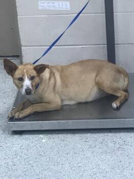 Pit Bull Terrier and Mixed Breed Dogs Available for Adoption in Conroe, Texas - KINSLEY | PetCurious