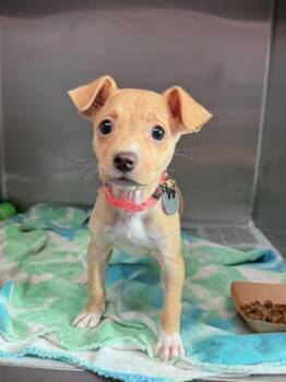 Mixed Breed Dogs Available for Adoption - Summer Star | PetCurious