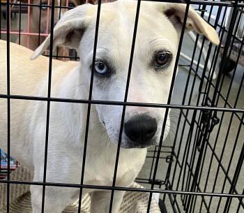 Mayzie -  Mixed Breed Dog for Adoption in Parma, Ohio - Mayzie | PetCurious