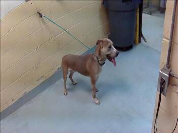 MORT -  Pit Bull Terrier Dog for Adoption in Tulsa, Oklahoma - MORT | PetCurious