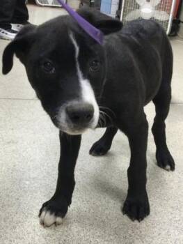 Mastiff and Mixed Breed Dogs Available for Adoption - CODY | PetCurious