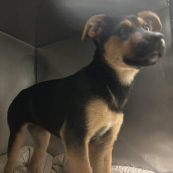 Radio -  Mixed Breed Dog for Adoption in Asheville, North Carolina - Radio | PetCurious
