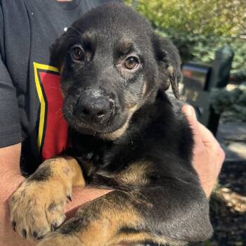 Peeper -  German Shepherd Dog and Black Labrador Retriever Dog for Adoption in Richmond, Virginia - Peeper | PetCurious