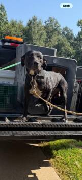 Road Runner -  Pit Bull Terrier Dog for Adoption in Nacogdoches, Texas - Road Runner | PetCurious