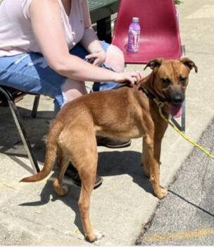 Oscar -  German Shepherd Dog Dog for Adoption in Terre Haute, Indiana - Oscar | PetCurious