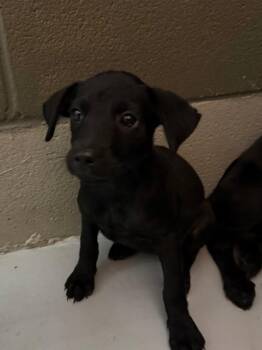 Owlet -  Labrador Retriever and Mixed Breed Dog for Adoption in Rockport, Texas - Owlet | PetCurious