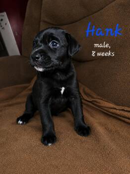 Hank -  Labrador Retriever Dog for Adoption in Carmel Hamlet, New York - Hank | PetCurious