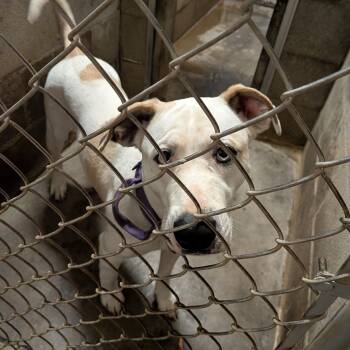 Yellow Labrador Retriever and Pit Bull Terrier Dogs Available for Adoption - Angel  | PetCurious