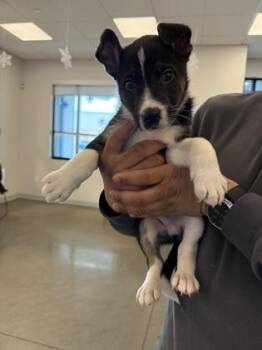 Rottweiler and Shepherd Dogs Available for Adoption - Slinky Dog | PetCurious