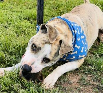 Mixed Breed Dogs Available for Adoption in Seneca, South Carolina - Timon $85 | PetCurious