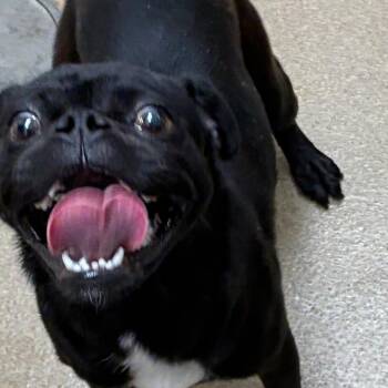 Jelly Bean -  Pug Dog for Adoption in Corpus Christi, Texas - Jelly Bean | PetCurious
