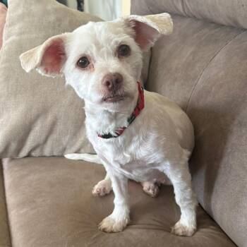 Mixed Breed Dogs Available for Adoption in Fredericksburg, Virginia - Bonnett | PetCurious