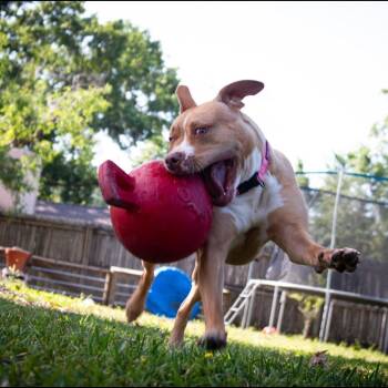 Ariel -  Pit Bull Terrier Dog for Adoption in Lutz, Florida - Ariel | PetCurious