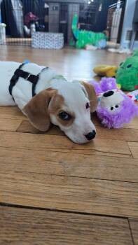 Beagle and Jack Russell Terrier Dogs Available for Adoption - Louie | PetCurious