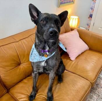 Shepherd and Catahoula Leopard Dog Dogs Available for Adoption in Friendswood, Texas - Tahoe Too Handsome Trailblazer | PetCurious