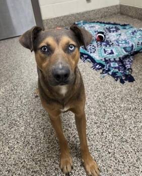 Mixed Breed Dogs Available for Adoption in Westland, Michigan - Archie | PetCurious