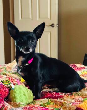 Mimi -  Chihuahua Dog for Adoption in Broken Arrow, Oklahoma - Mimi | PetCurious