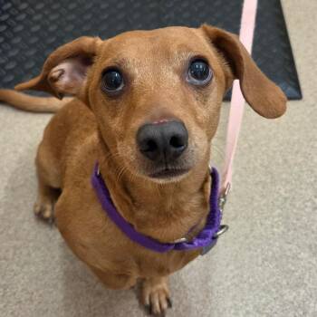 Dachshund Dogs Available for Adoption - Oscar Mayer | PetCurious